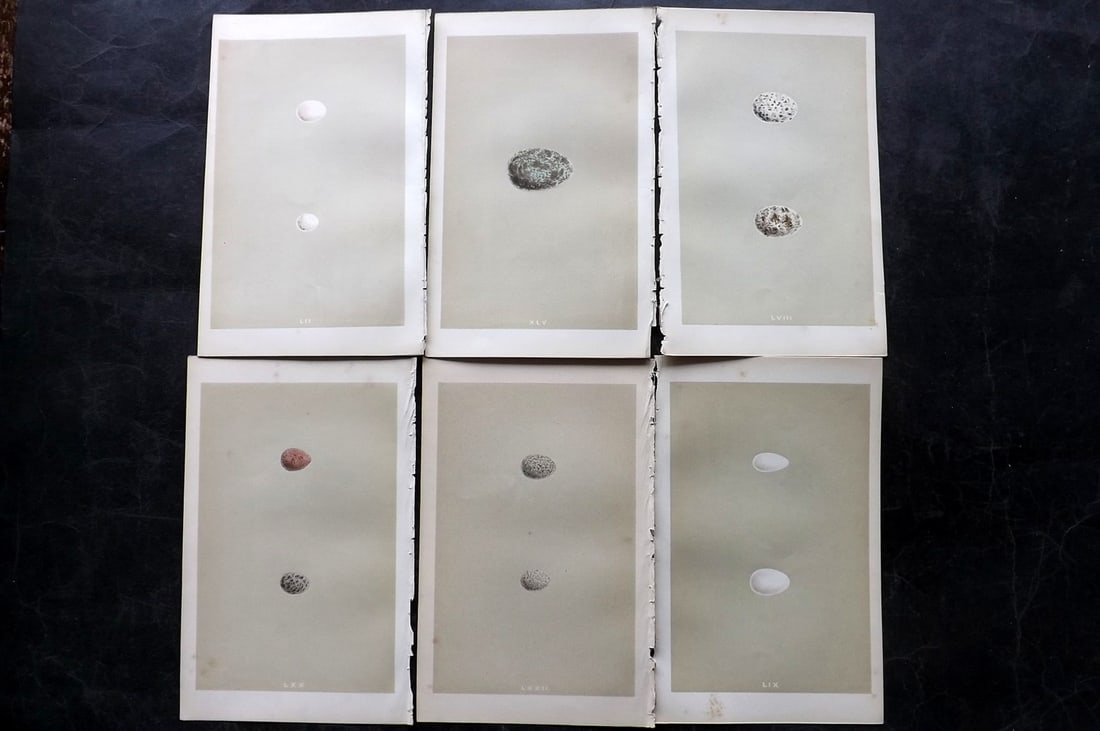 Morris, Francis 1853 Lot of 6 Antique Bird Egg Prints: Woodblocks Published 1853, London for "A Natural History of the Nests and Eggs of British Birds" By the Rev. Francis Orpen Morris, printed Benjamin Fawcett. Paper Size: 9.5 x 6 inch (24 x 15cm) Good C