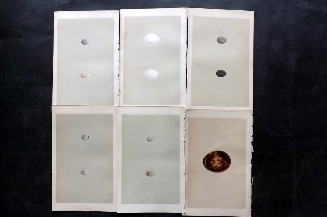 Morris, Francis 1853 Lot of 6 Antique Bird Egg Prints: Woodblocks Published 1853, London for "A Natural History of the Nests and Eggs of British Birds" By the Rev. Francis Orpen Morris, printed Benjamin Fawcett. Paper Size: 9.5 x 6 inch (24 x 15cm) Good C