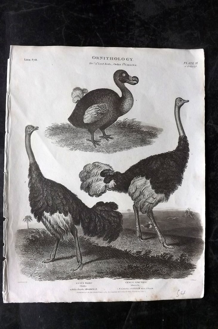 Rees, Abraham C1810 Bird Print. Extinct Dodo & Ostrich (1 of 2)
