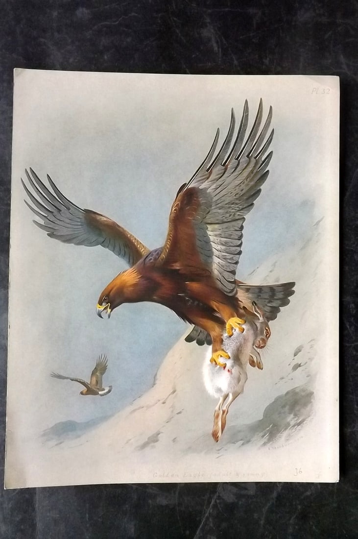 Thorburn, Archibald 1915 Folio Rare Bird Print. Golden Eagle 32 (1 of 2)