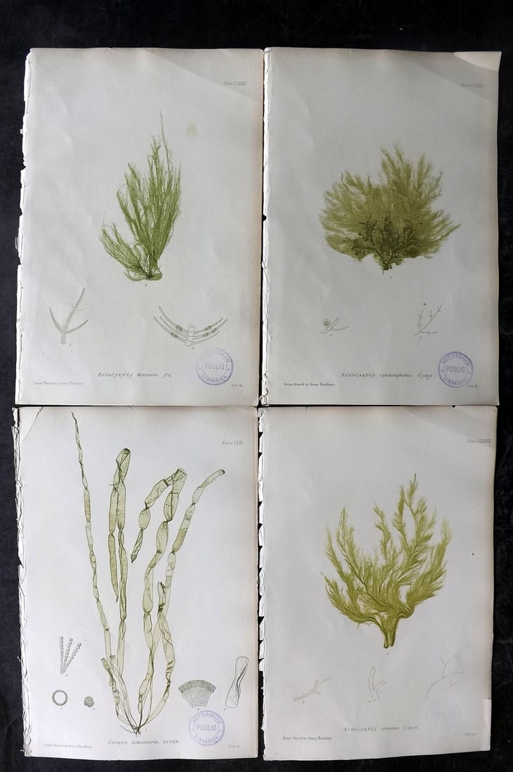 Bradbury, Henry 1859 Lot of 4 Nature Printed Seaweed Prints (Library Stamps): Nature Printed Electrotype Published 1859 by Henry Bradbury, London for "The Nature-Printed British Sea-Weeds" by William Grosart Johnstone and Alexander Croall. Paper Size: 9.5 x 6 inch (24 x 15cm) E