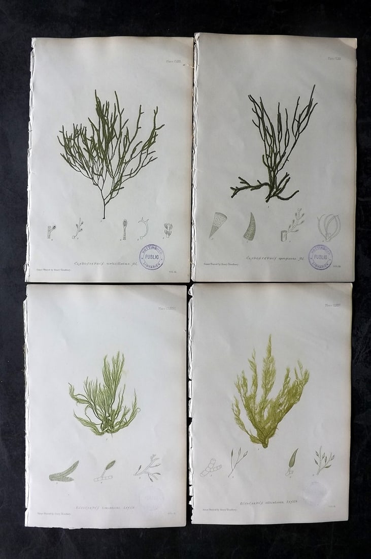 Bradbury, Henry 1859 Lot of 4 Nature Printed Seaweed Prints (Library Stamps): Nature Printed Electrotype Published 1859 by Henry Bradbury, London for "The Nature-Printed British Sea-Weeds" by William Grosart Johnstone and Alexander Croall. Paper Size: 9.5 x 6 inch (24 x 15cm) E