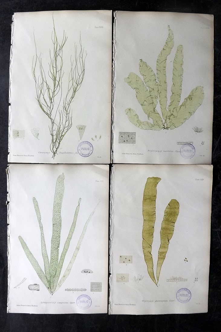 Bradbury, Henry 1859 Lot of 4 Nature Printed Seaweed Prints (Library Stamps): Nature Printed Electrotype Published 1859 by Henry Bradbury, London for "The Nature-Printed British Sea-Weeds" by William Grosart Johnstone and Alexander Croall. Paper Size: 9.5 x 6 inch (24 x 15cm) E