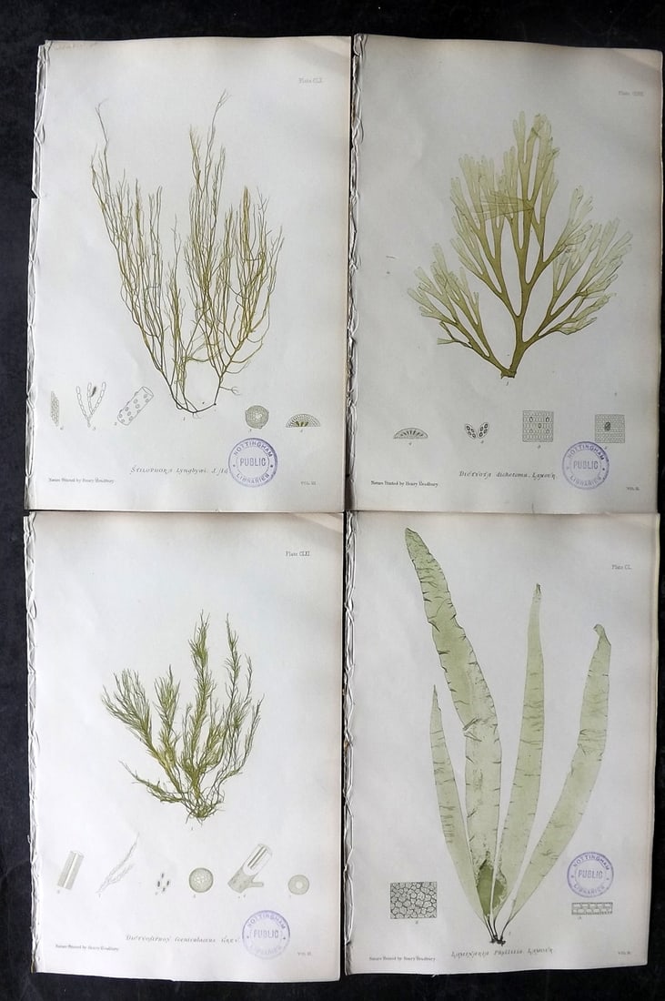 Bradbury, Henry 1859 Lot of 4 Nature Printed Seaweed Prints (Library Stamps): Nature Printed Electrotype Published 1859 by Henry Bradbury, London for "The Nature-Printed British Sea-Weeds" by William Grosart Johnstone and Alexander Croall. Paper Size: 9.5 x 6 inch (24 x 15cm) E