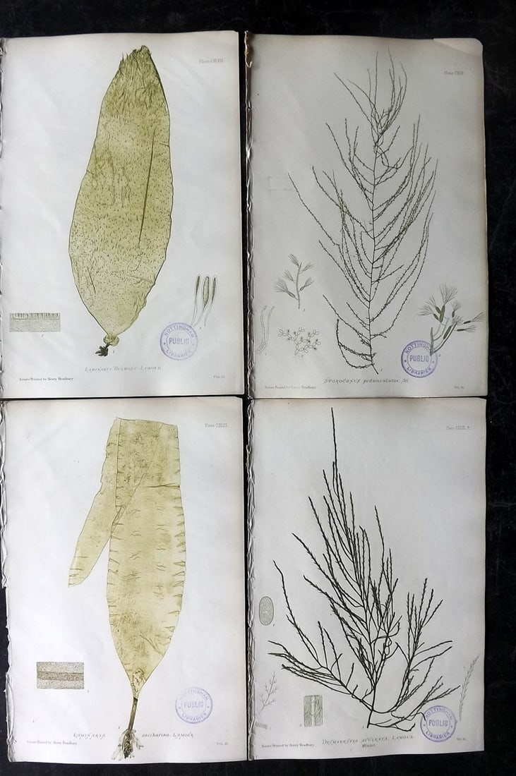 Bradbury, Henry 1859 Lot of 4 Nature Printed Seaweed Prints (Library Stamps): Nature Printed Electrotype Published 1859 by Henry Bradbury, London for "The Nature-Printed British Sea-Weeds" by William Grosart Johnstone and Alexander Croall. Paper Size: 9.5 x 6 inch (24 x 15cm) E