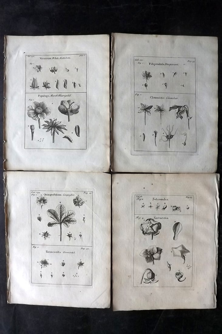 Tournefort,  Joseph Pitton de 1730 Lot of 4 Botanical Prints (1 of 2)