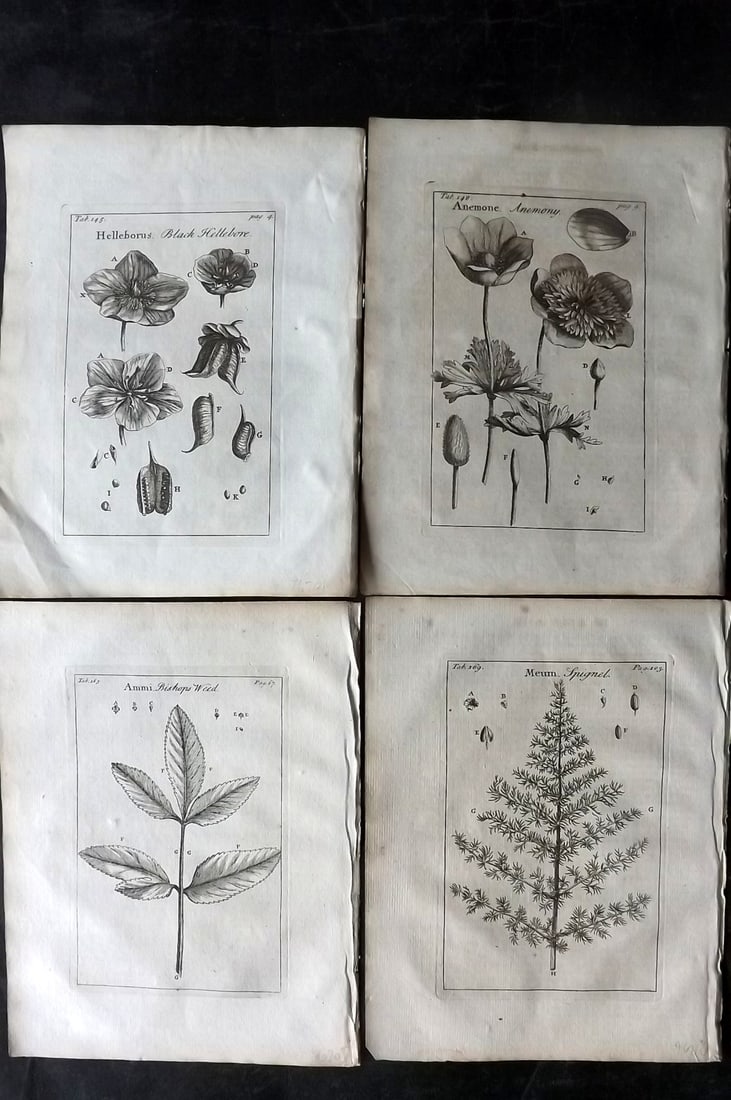 Tournefort,  Joseph Pitton de 1730 Lot of 4 Botanical Prints (1 of 2)