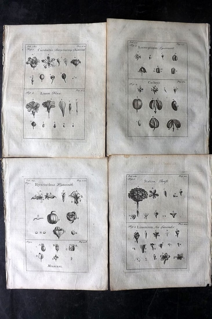 Tournefort,  Joseph Pitton de 1730 Lot of 4 Botanical Prints (1 of 2)