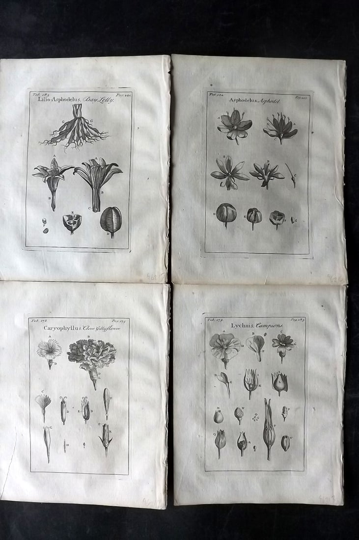 Tournefort,  Joseph Pitton de 1730 Lot of 4 Botanical Prints (1 of 2)