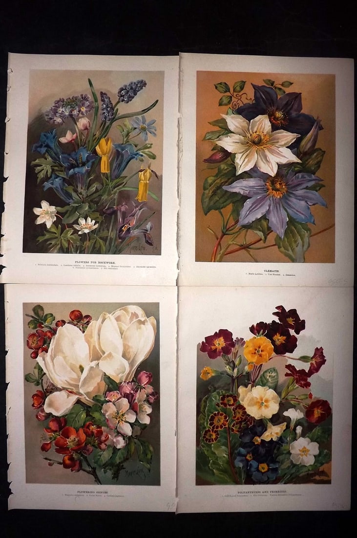 Wright, John 1896 Lot of 4 Antique Botanical Prints: Chromolithograph published 1896-1901 by Virtue & Co, London for "The Flower Growers Guide" By John Wright. Illustrated by Miss Gertrude Hamilton & Marie Low. Paper Size : 10.5 x 8 inch (27 x 21cm) Goo