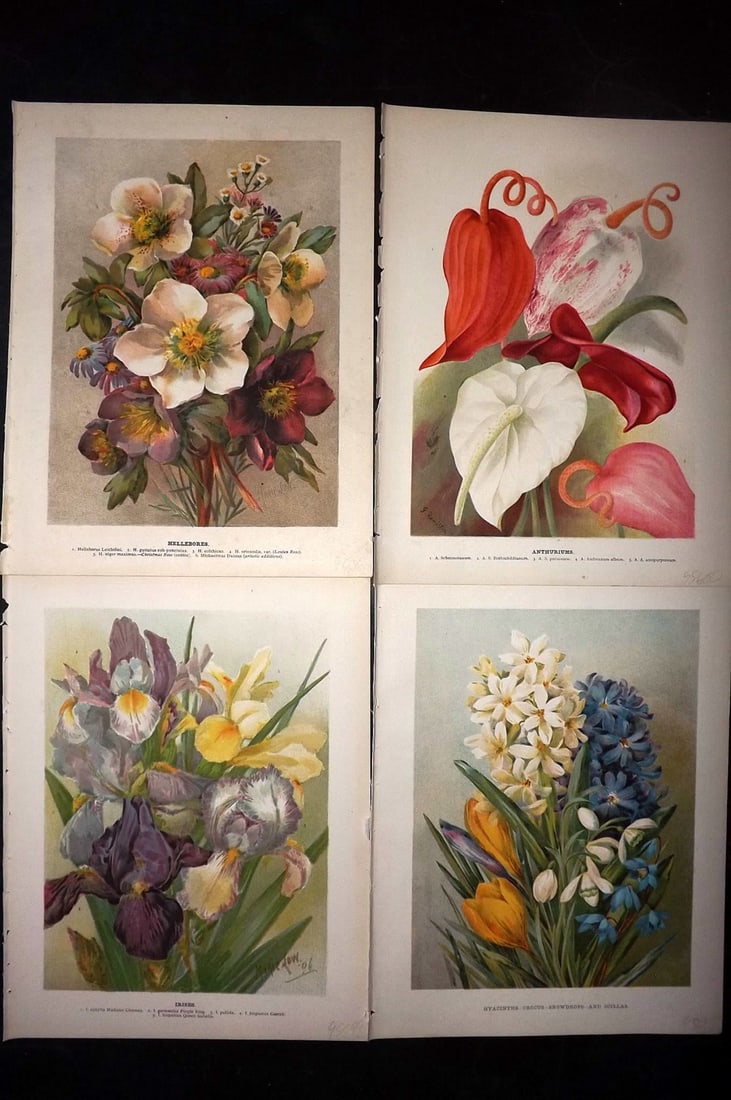 Wright, John 1896 Lot of 4 Antique Botanical Prints: Chromolithograph published 1896-1901 by Virtue & Co, London for "The Flower Growers Guide" By John Wright. Illustrated by Miss Gertrude Hamilton & Marie Low. Paper Size : 10.5 x 8 inch (27 x 21cm) Goo