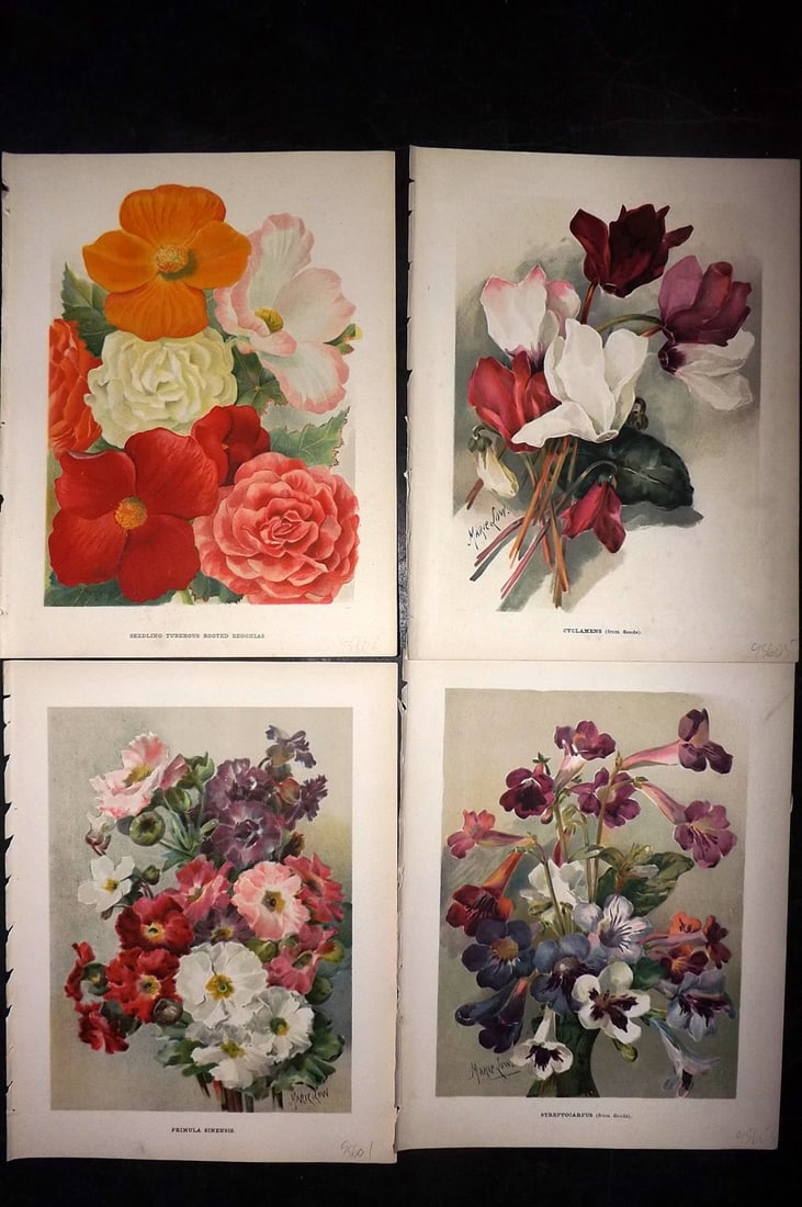 Wright, John 1896 Lot of 4 Antique Botanical Prints (1 of 2)