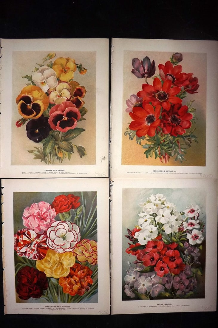 Wright, John 1896 Lot of 4 Antique Botanical Prints (1 of 2)