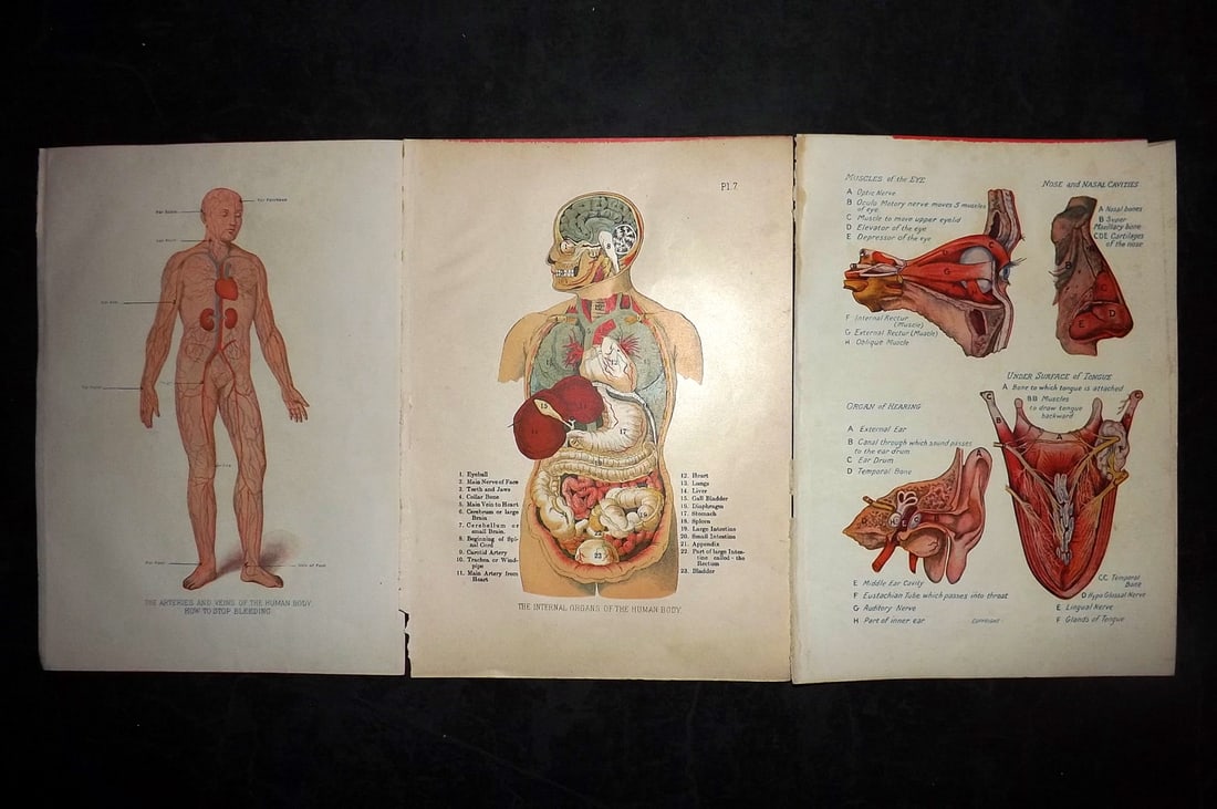 Virtue (Pub) C1910 Lot of 3 Antique Anatomy Prints (1 of 2)