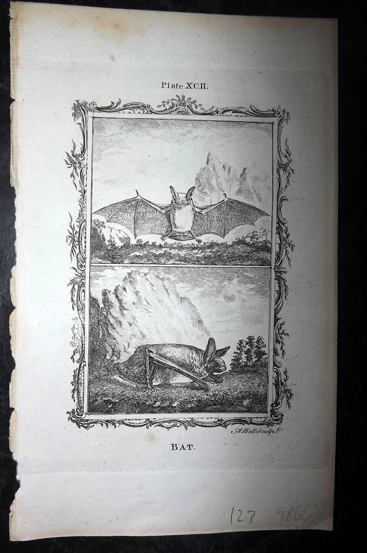 Buffon, Comte de 1791 Antique Print. Bat (1 of 1)