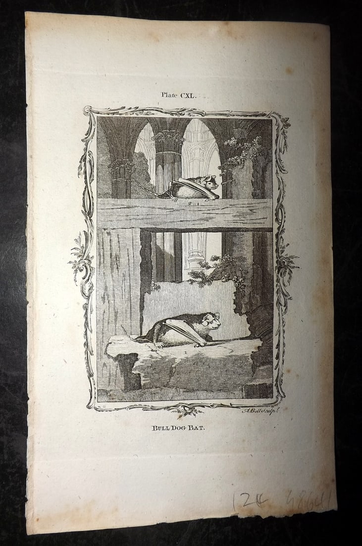 Buffon, Comte de 1791 Antique Print. Bat - Bull Dog Bat (1 of 1)