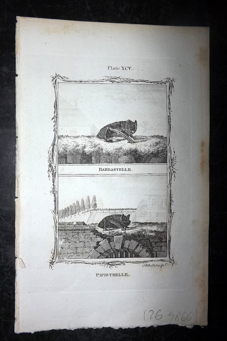 Buffon, Comte de 1791 Antique Print. Bats - Barbastelle & Pipistrelle (1 of 1)