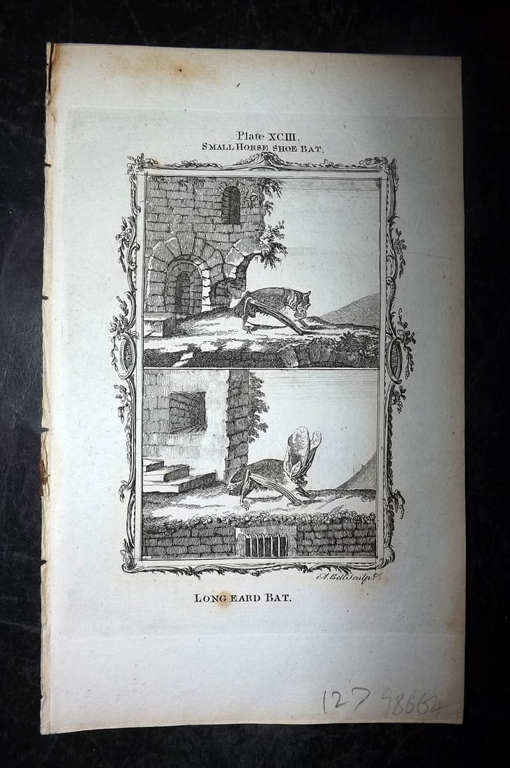 Buffon, Comte de 1791 Antique Print. Bats - Long Eared & Horse Shoe (1 of 1)