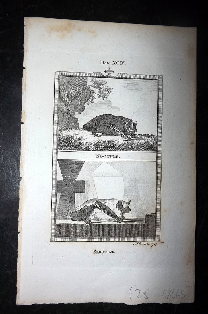 Buffon, Comte de 1791 Antique Print. Bats - Noctule & Serotine (1 of 1)