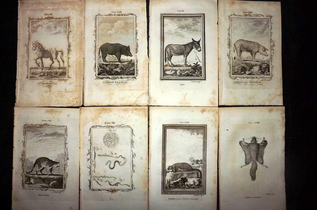 Buffon, Comte de 1791 Lot of 8 Animal Prints: Copper Plate Published 1791, London for "Natural History, General and Particular" by the Count de Buffon. Translated by William Smellie. Paper Size: 8.5 x 5 inch (22 x 13cm) Some toning present