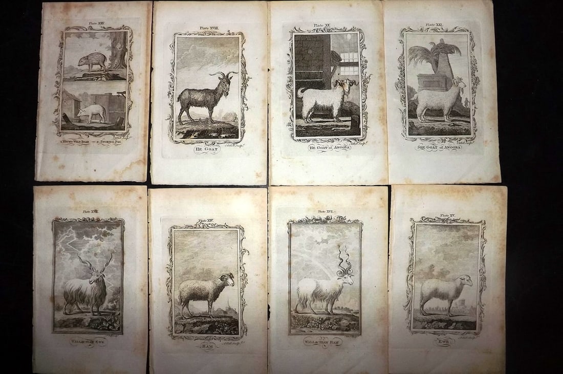 Buffon, Comte de 1791 Lot of 8 Animal Prints: Copper Plate Published 1791, London for "Natural History, General and Particular" by the Count de Buffon. Translated by William Smellie. Paper Size: 8.5 x 5 inch (22 x 13cm) Some toning present