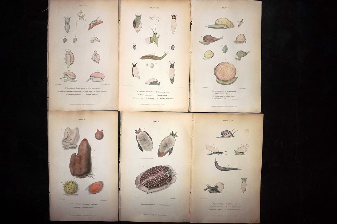 Forbes, Edward 1853 Lot of 6 Hand Col Shell Prints (1 of 2)