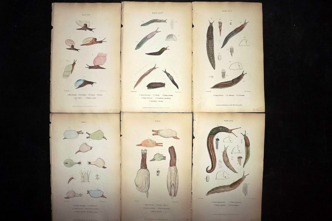 Forbes, Edward 1853 Lot of 6 Hand Col Shell Prints (1 of 2)