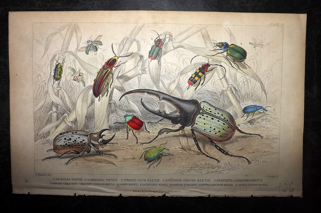 Goldsmith, Oliver 1864 Hand Col Print. Beetles: Hand Colored Steel Engraving Published 1864 by Blackie & Son, London for "A History of the Earth and Animated Nature" by Oliver Goldsmith. Paper Size: 9.5 x 6 inch (24 x 16cm) Very minor toning. Good 