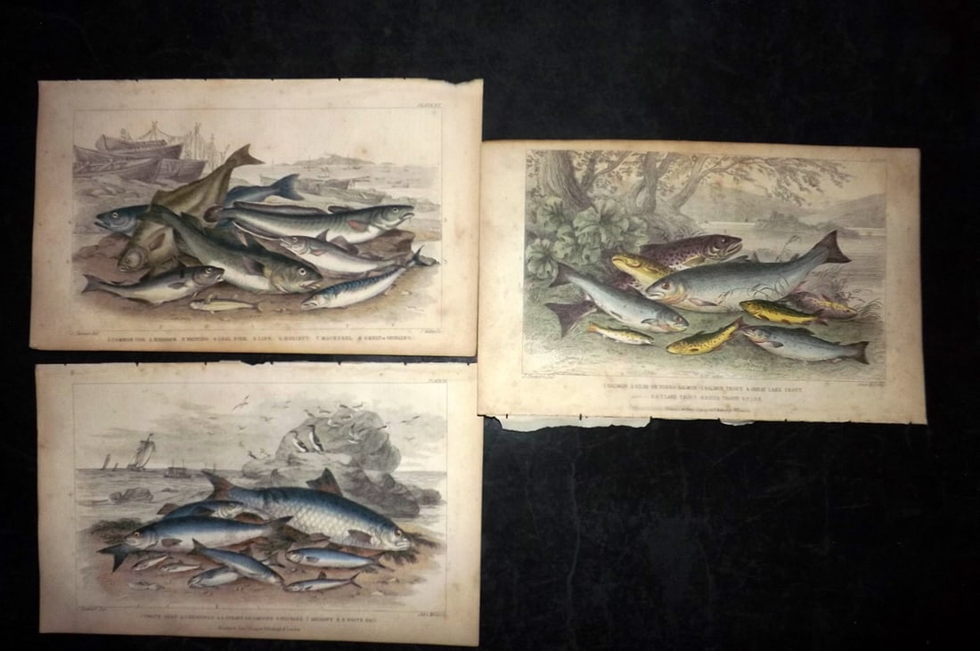 Goldsmith, Oliver 1864 Lot of 3 Hand Col Fish Prints (1 of 2)