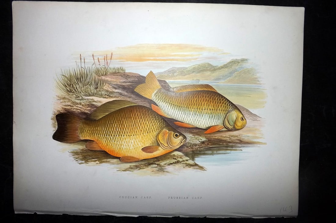 Houghton, Rev. William 1879 Folio Fish Print. Crucian & Prussian Carp: Color Printed Woodblock Published 1879 by William Mackenzie, London for "British Fresh-Water Fishes" by the Rev. William Houghton. Illustrated by A. F. Lydon, printed by Benjamin Fawcett. Paper Size: 