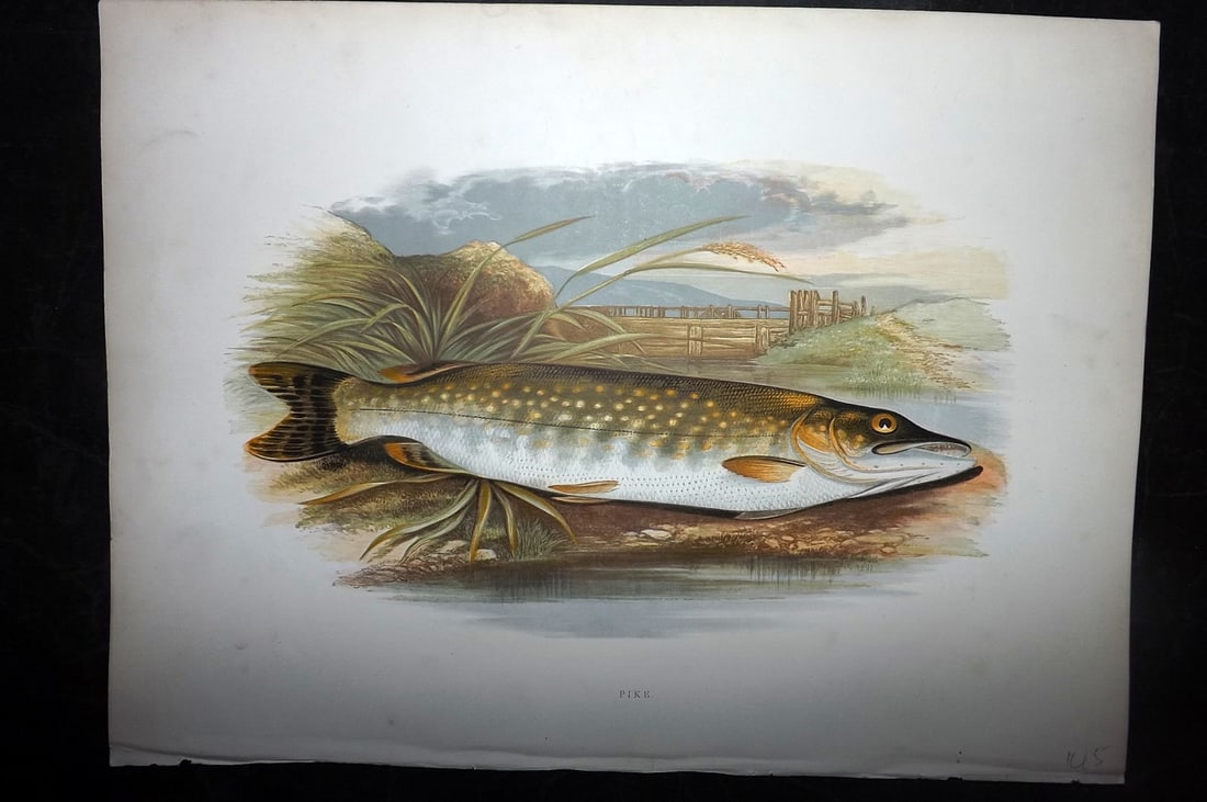 Houghton, Rev. William 1879 Folio Fish Print. Pike: Color Printed Woodblock Published 1879 by William Mackenzie, London for "British Fresh-Water Fishes" by the Rev. William Houghton. Illustrated by A. F. Lydon, printed by Benjamin Fawcett. Paper Size: 
