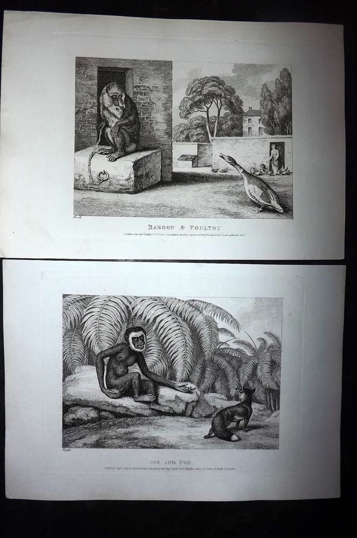 Howitt, Samuel 1811 Pair of Etchings. Ape & Baboon. Monkeys: Etchings Published 1811, London for "A New Work of Animals?" Drawn and Etched by Samuel Howitt. Paper Size: 11 x 7.5 inch (28 x 19cm) Good Condition