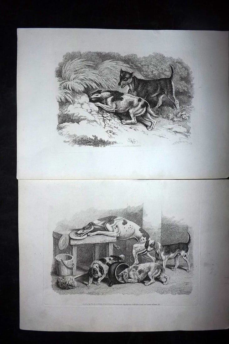 Howitt, Samuel 1811 Pair of Etchings. Dog Prints (1 of 2)