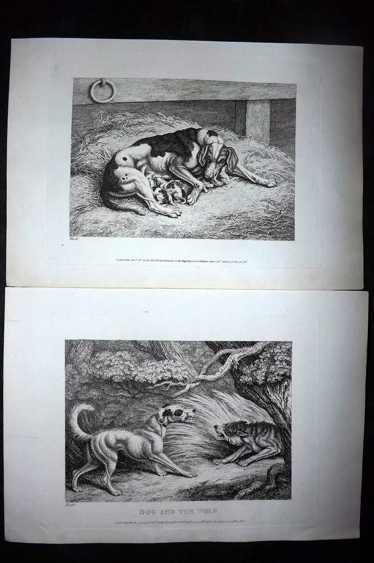 Howitt, Samuel 1811 Pair of Etchings. Dog Prints: Etchings Published 1811, London for "A New Work of Animals?" Drawn and Etched by Samuel Howitt. Paper Size: 11 x 7.5 inch (28 x 19cm) Good Condition
