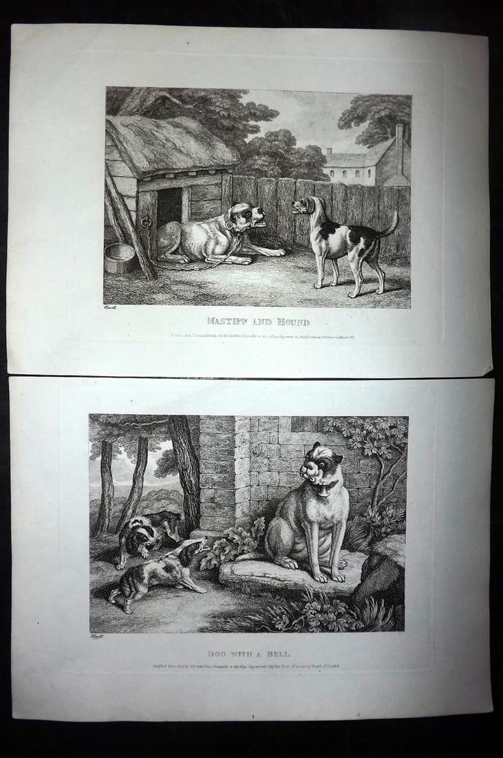 Howitt, Samuel 1811 Pair of Etchings. Dog Prints: Etchings Published 1811, London for "A New Work of Animals?" Drawn and Etched by Samuel Howitt. Paper Size: 11 x 7.5 inch (28 x 19cm) Good Condition
