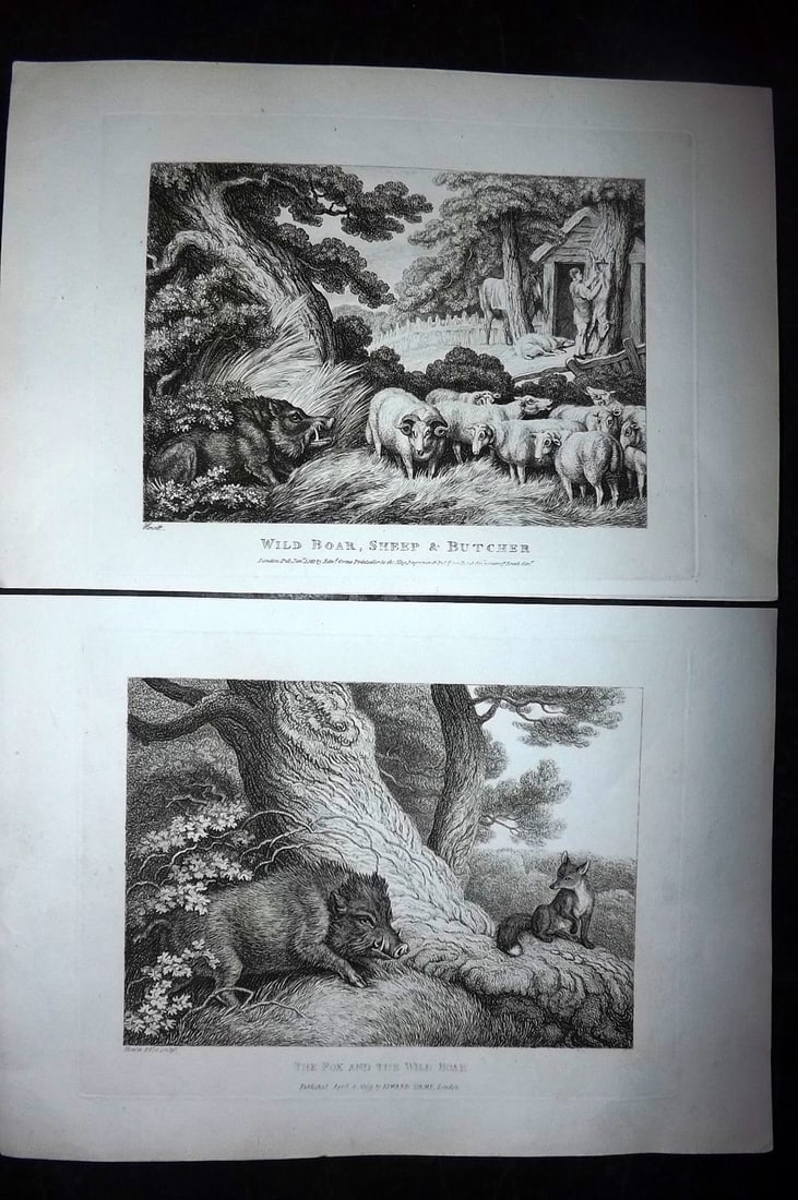 Howitt, Samuel 1811 Pair of Etchings. Wild Boars, Sheep, Fox & Butcher (1 of 2)