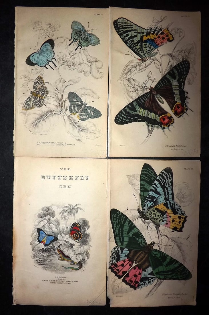 Jardine, William 1852 Lot of 4 Hand Col Prints. Exotic Butterflies (1 of 2)