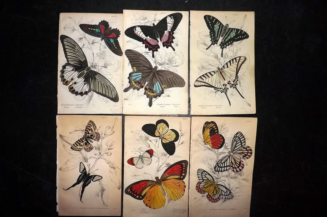 Jardine, William 1852 Lot of 6 Hand Col Prints. Exotic Butterflies (1 of 2)