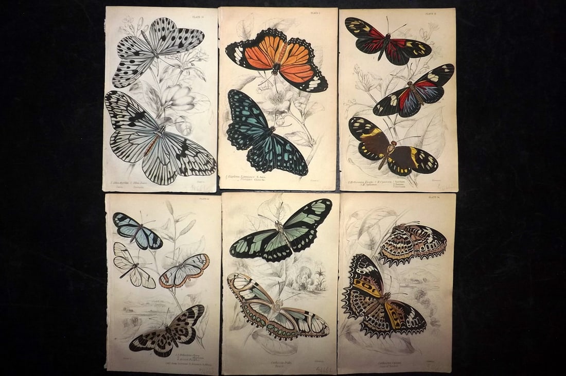 Jardine, William 1852 Lot of 6 Hand Col Prints. Exotic Butterflies (1 of 2)