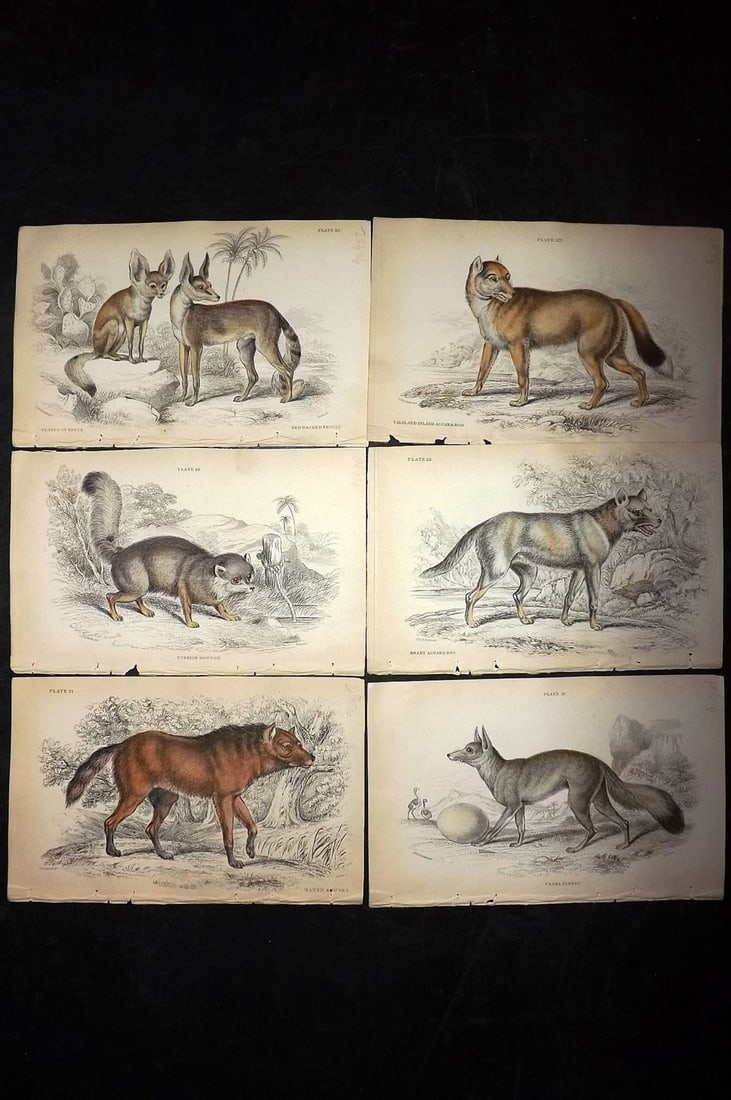 Jardine, William C1840 Lot of 6 Hand Col Prints. Wild Dogs (1 of 2)