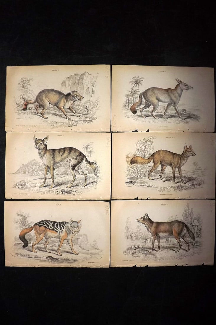 Jardine, William C1840 Lot of 6 Hand Col Prints. Wild Dogs (1 of 2)