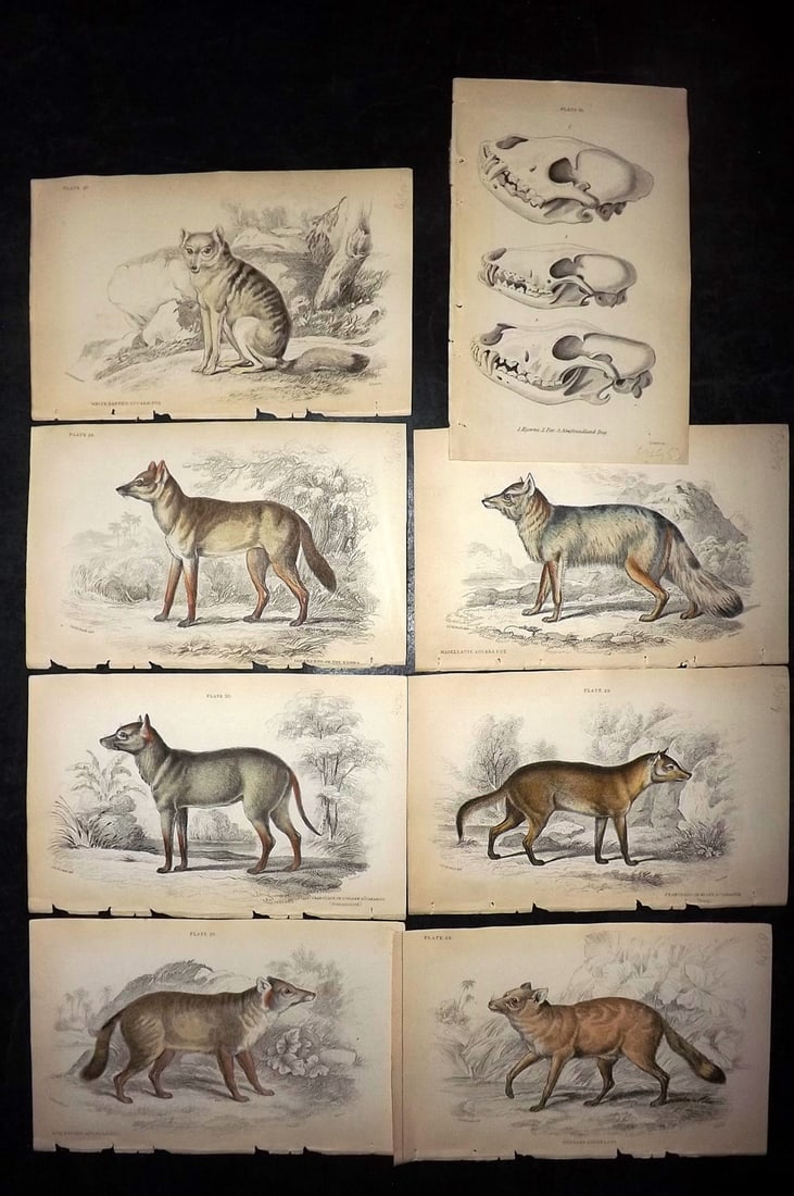 Jardine, William C1840 Lot of 8 Hand Col Prints. Wild Dogs (1 of 2)