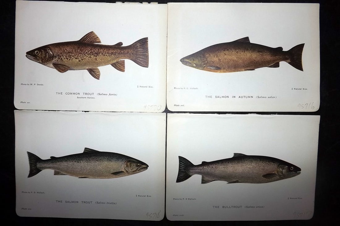 Maxwell, Herbert C1907 Lot of 4 Fish Prints. Trout & Salmon (1 of 2)