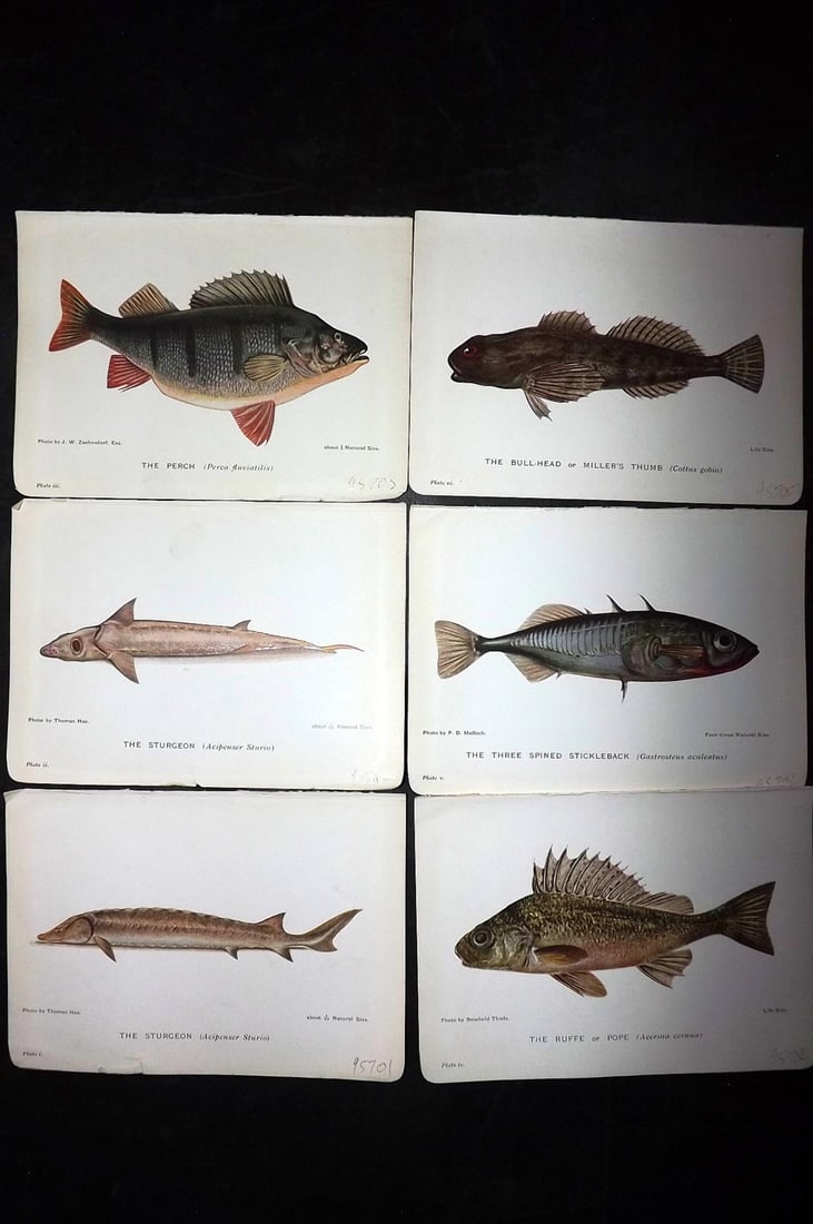 Maxwell, Herbert C1907 Lot of 6 Antique Fish Prints (1 of 2)