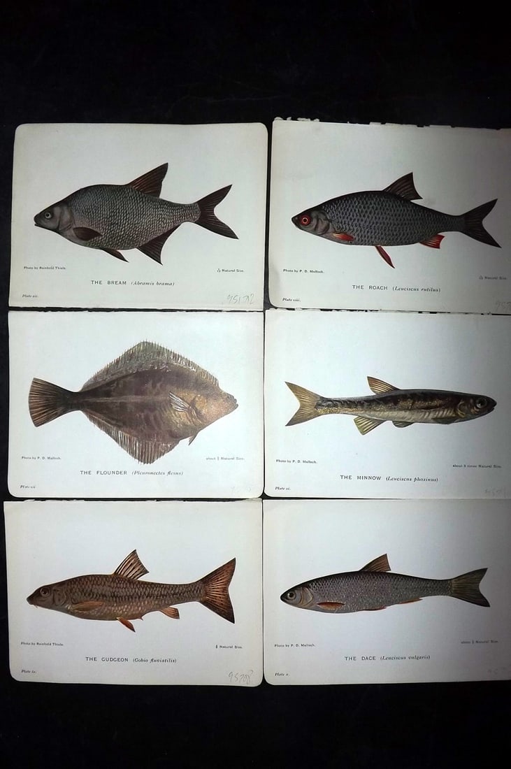 Maxwell, Herbert C1907 Lot of 6 Antique Fish Prints (1 of 2)