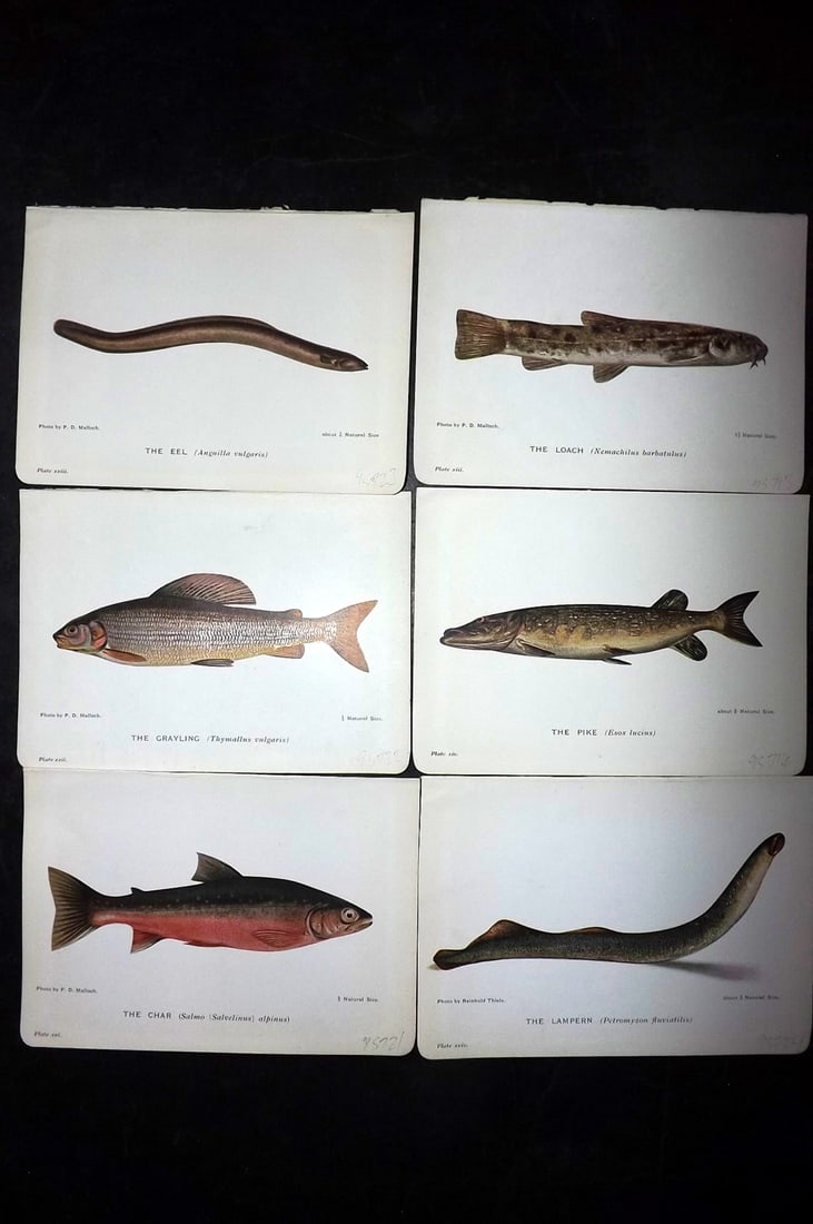 Maxwell, Herbert C1907 Lot of 6 Antique Fish Prints (1 of 2)