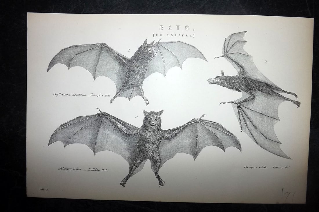 National Encyclopedia 1891 Print. Bats (1 of 1)