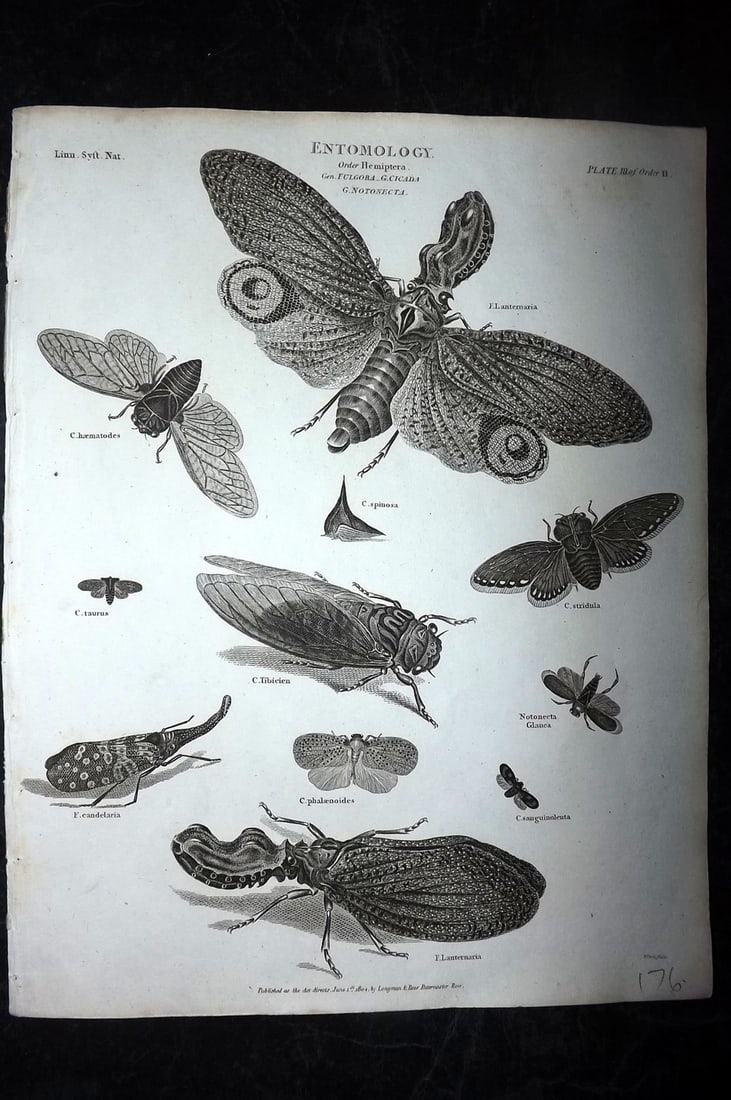 Rees, Abraham 1820 Antique Print. Lantern Fly & Insects: Copper Plate Published 1802-20 by Longman, Hurst, Rees & Orme for "The Cycloaedia: or, Universal dictionary of arts, sciences, and literature" By Abraham Rees. Paper Size: 10.5 x 8.5 inch (27 x 22cm) 