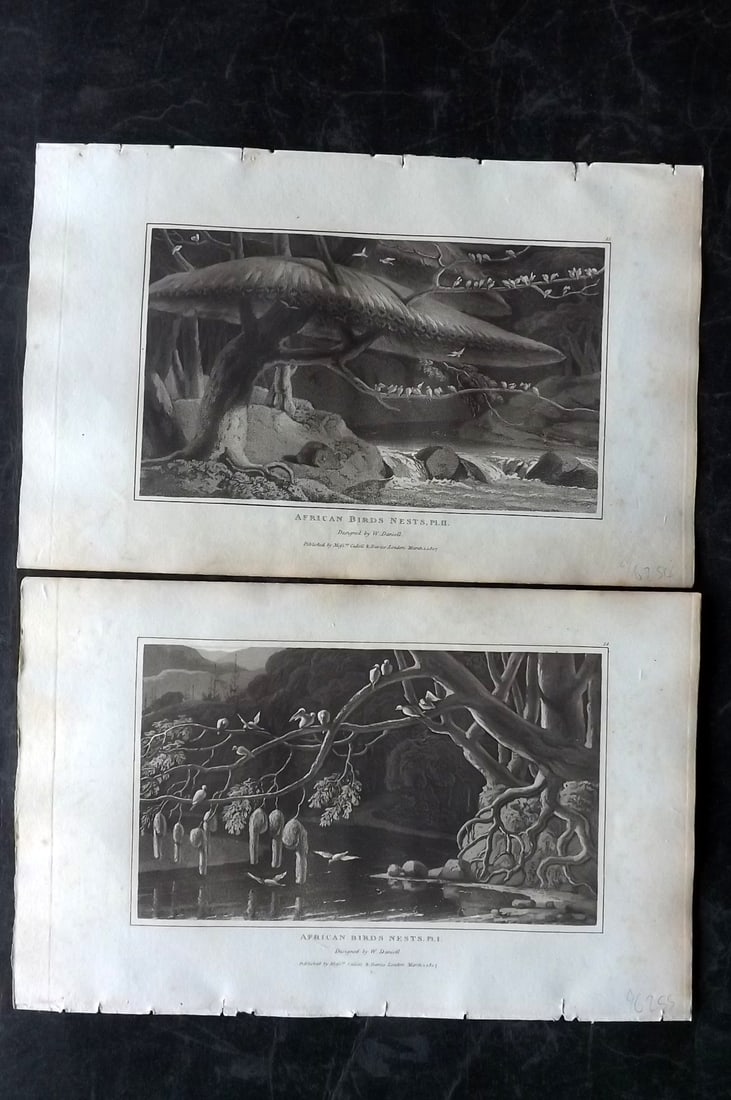 Daniell, William 1807 Pair of Prints. African Birds Nests: Aquatint Published 1807, London for "Zoography; or, The Beauties of Nature Displayed" by William Wood. Illustrated by William Daniell. Paper Size: 10.5 x 6.5 inch (27 x 16.5cm) Very minor margin tonin