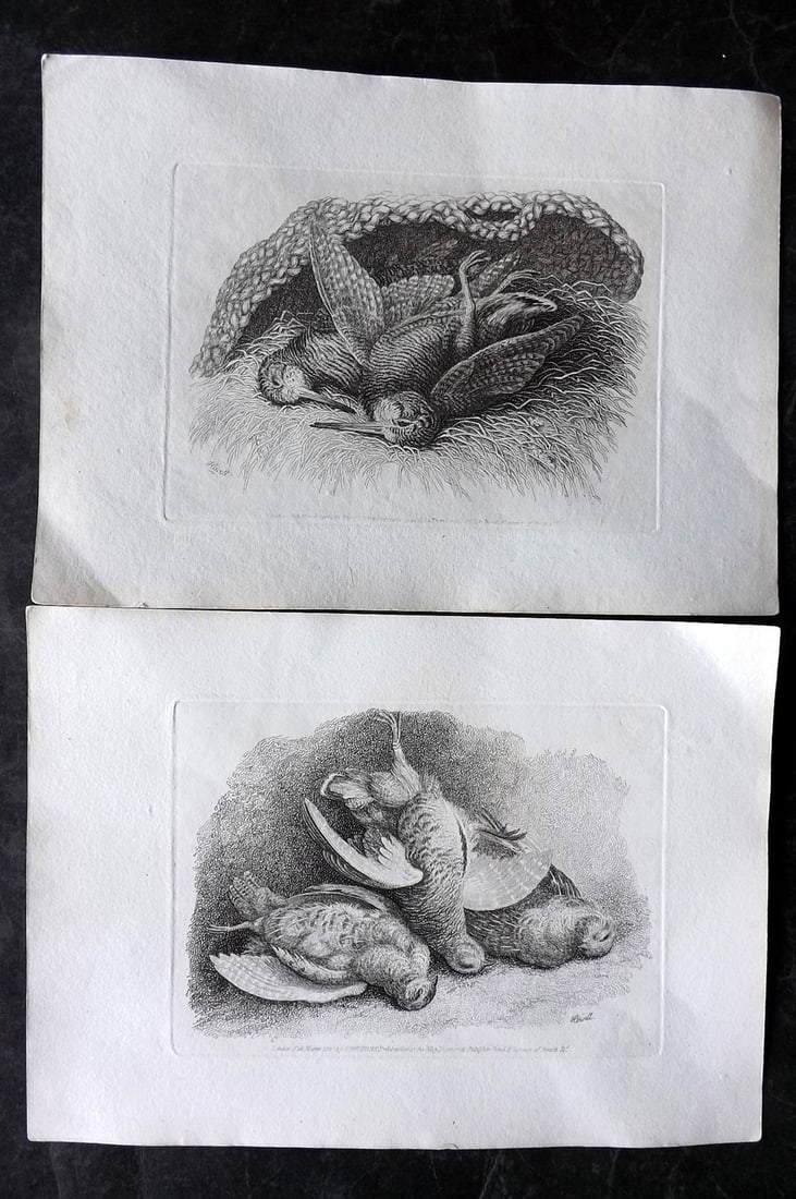 Howitt, Samuel 1811 Pair of Bird Etchings. Dead Birds: Etchings Published 1811, London for "A New Work of Animals?" Drawn and Etched by Samuel Howitt. Paper Size: 11 x 7.5 inch (28 x 19cm) Good Condition